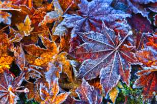 Frost on Maple leaves-4957-2